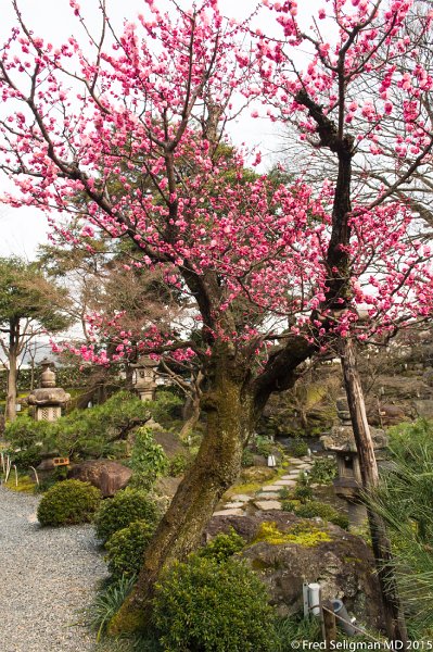 20150313_152932 D4S.jpg - Garden of restaurant, Kyoto